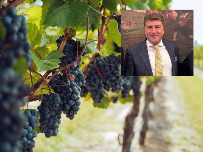 vino coldiretti
