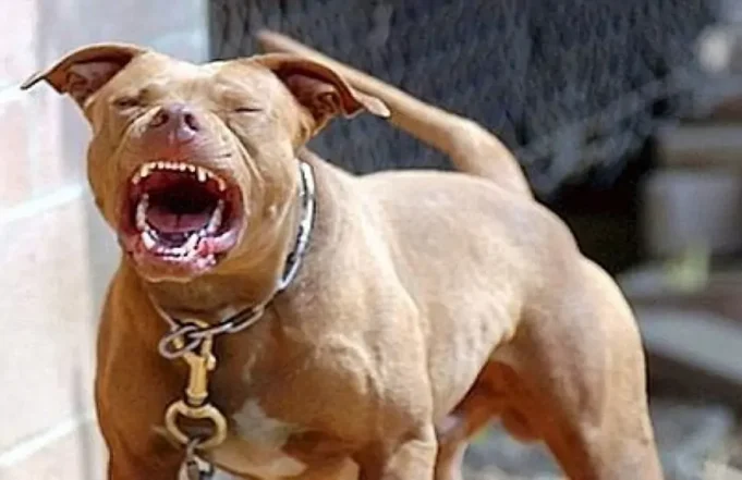 pitbull-1200x830-1.jpg