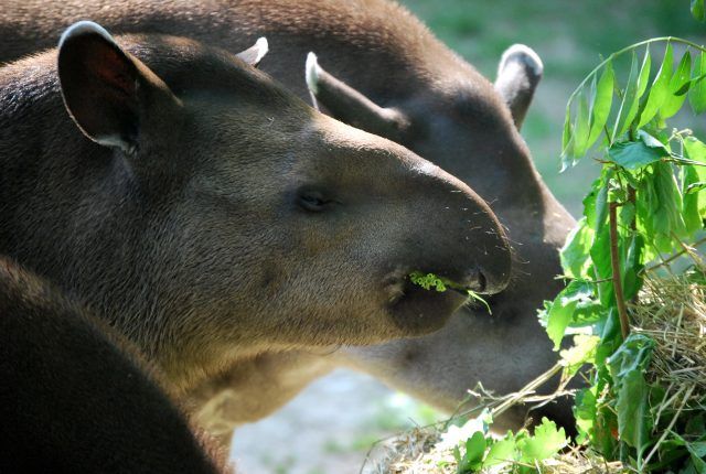 Tapiri al Parco Natura Viva, ph Barbara Regaiolli
