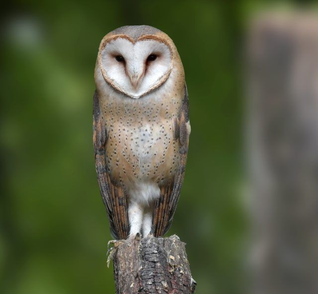Barbagianni al parco Natura Viva, ph Elvis Venturelli