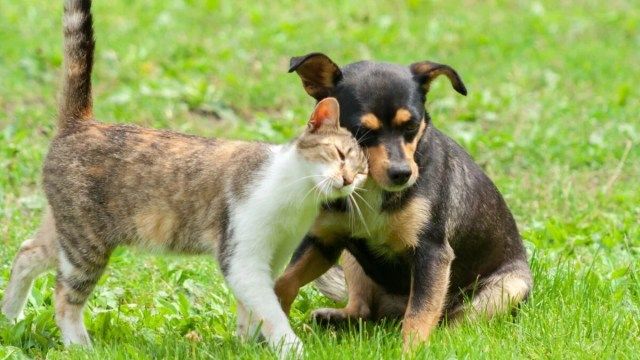 L’UE Approva Norme Storiche per il Benessere e la Tracciabilità di Cani e Gatti