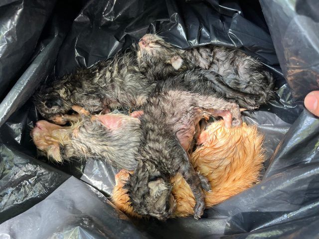 Cisterna-gattini cassonetto