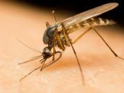 Torna l’incubo zanzara West Nile : Primo caso nel Lazio registrato a Latina