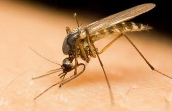 Torna l’incubo zanzara West Nile : Primo caso nel Lazio registrato a Latina