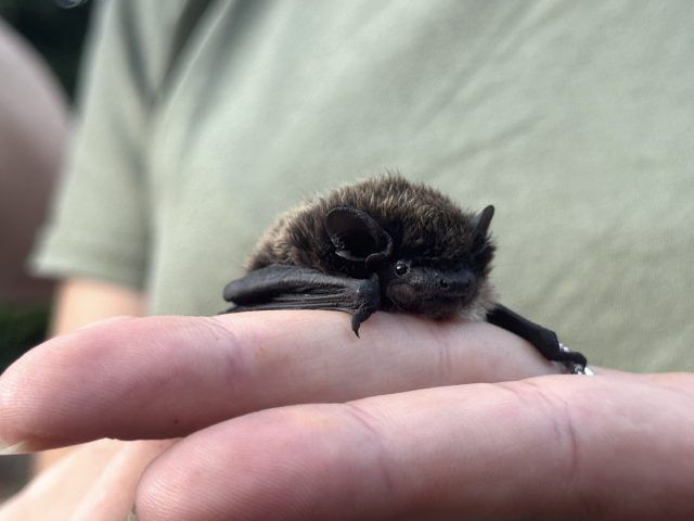 Pipistrello rilasciato al parco Natura Viva, ph Elena Livia Pennacchioni(2)