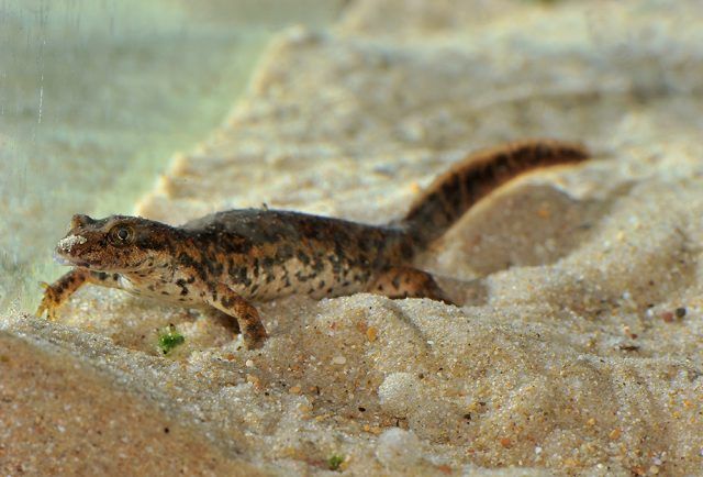 Il tritone sardo al Bioparco di Roma, specie reintrodotta in natura, raccontata in 10 Storie di Successo