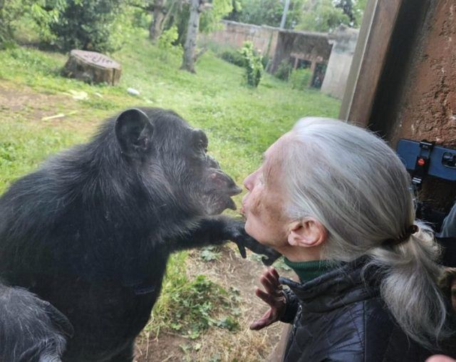 Jane Goodall al Bioparco di Roma, maggio 2024