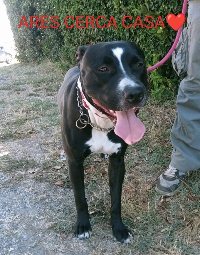 Annunci, cani, Ares