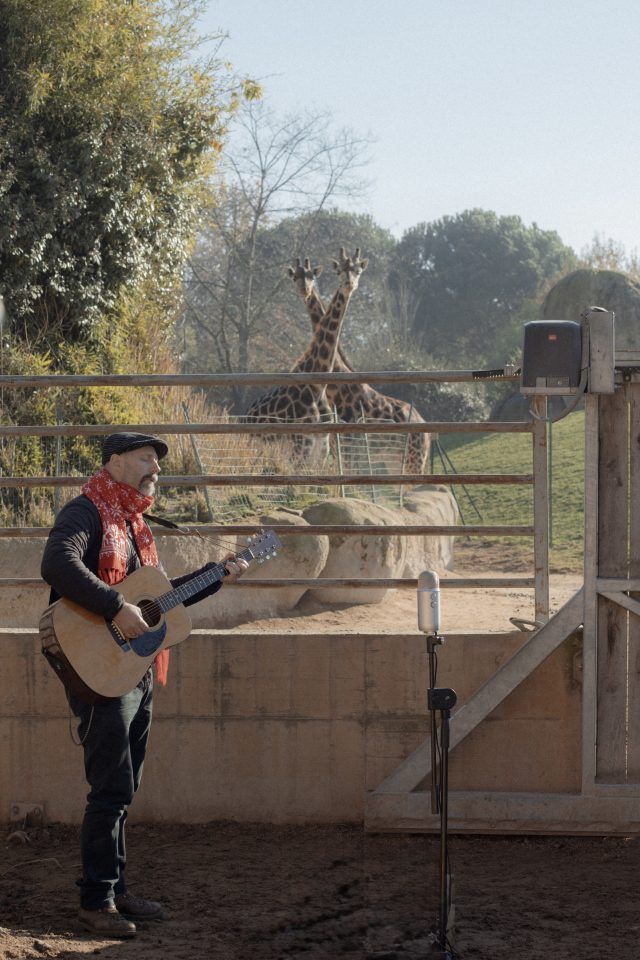 Giraffe in ascolto al bioparco Zoom Torino, performance di Ivan Wildboy, ph archivio bioparco Zoom Torino
