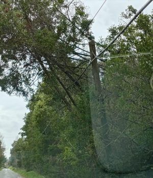 Sabaudia-albero via Diversivo