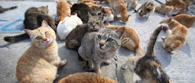 Gatti