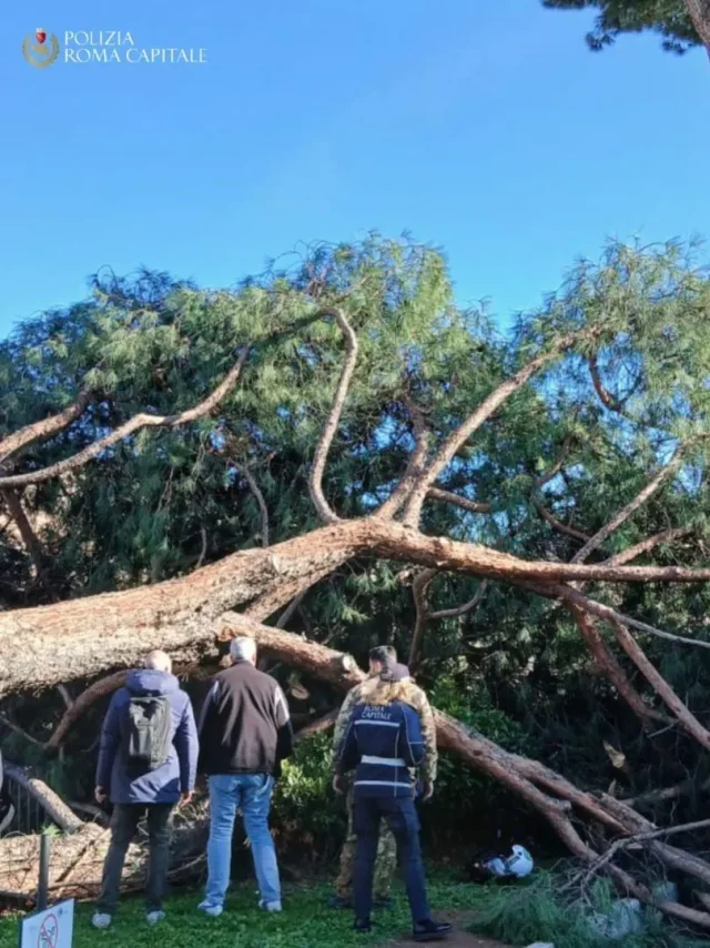 albero-roka