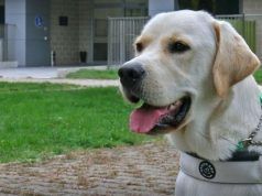 La Commissione welfare della Regione Lazio approverà la legge sui cani-guida