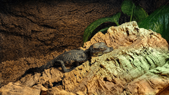 Il piccolo coccodrillo nano subito dopo la schiusa al parco Natura Viva