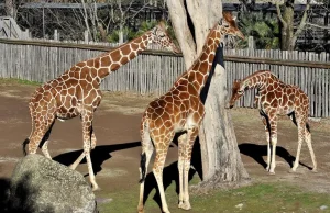 Banca del Fucino, la musica del Teatro dell’Opera di Roma al Bioparco
