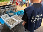 Maxi controlli della Guardia Costiera in provincia di Latina: sequestrati oltre 250 chili di pesce e multe per più di 13mila euro