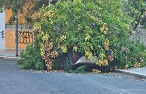 Poteva uccidere l’albero che si è spezzato vicino alla scuola Vittorio Veneto