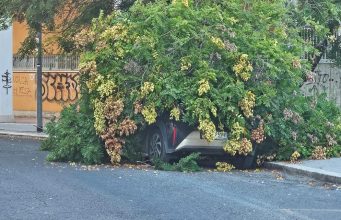 Poteva uccidere l’albero che si è spezzato vicino alla scuola Vittorio Veneto
