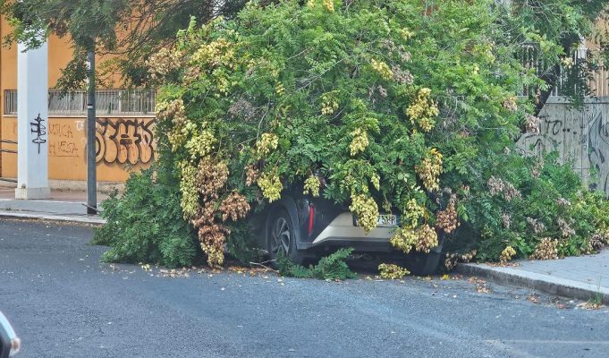 Poteva uccidere l’albero che si è spezzato vicino alla scuola Vittorio Veneto